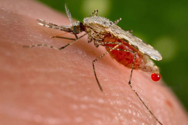 Биолог Хряпин: комары чаще кусают людей после физических нагрузок