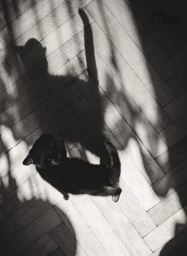 Кошачий мир Monika Małek