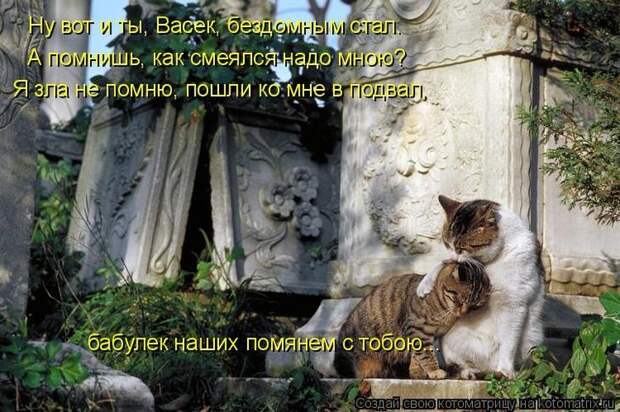 Котоматрицы
