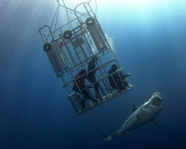 Как погладить большую белую акулу