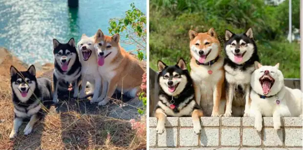 9 фото смешных, добрых и трогательных собачек, которые вызовут у вас улыбку