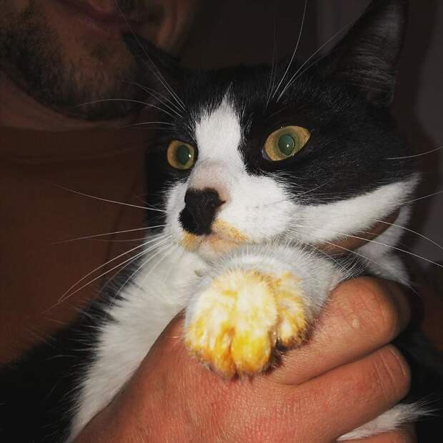 кот, лапка