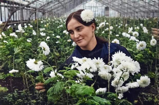 Работница тепличного хозяйства совхоза "Брянский" Л.А. Дворянчикова в теплице. Брянская область, 1972 год.