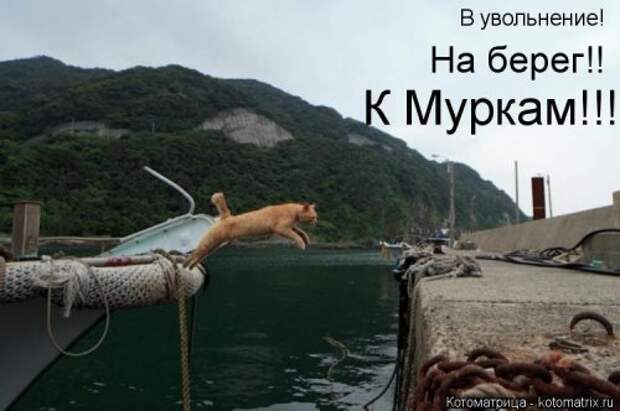 Новая котоматрица на Бугаге (44 фото)