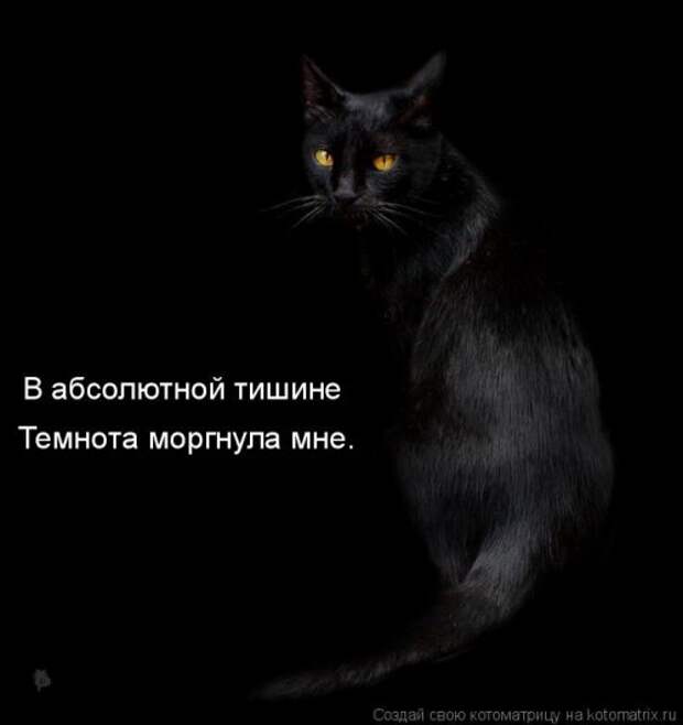 Свежая котоматрица для настроения (32 фото)