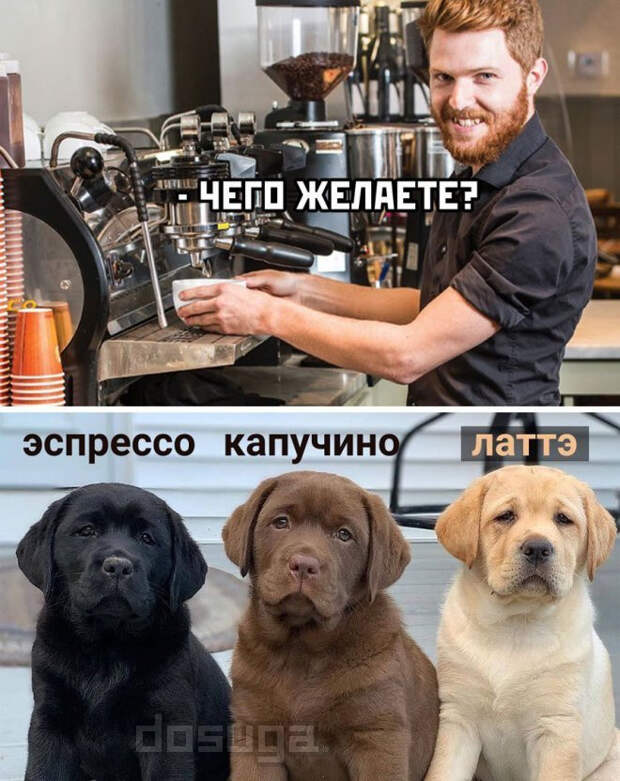 мемы