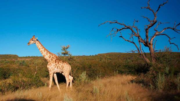 Животное жираф уникально