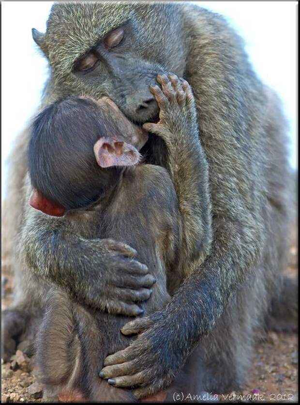 Самка обнимает своего детёныша.