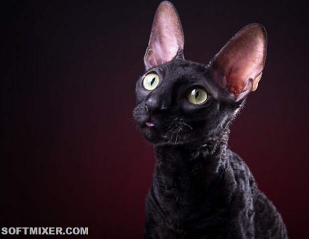 cornish-rex-kornvolas-rekss-melns-kakis-45791467