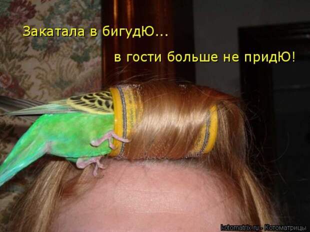 Лучшие котоматрицы недели (50 фото)