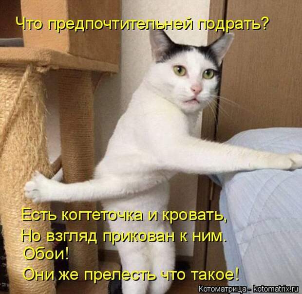 Лучшие котоматрицы недели (50 фото)