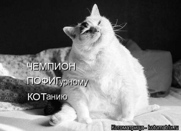 Свежая котоматрица на Бугаге (33 фото)
