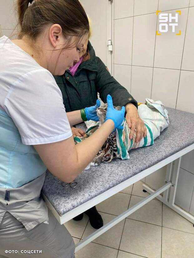 Пенсионерка постирала кота вместе со шторами