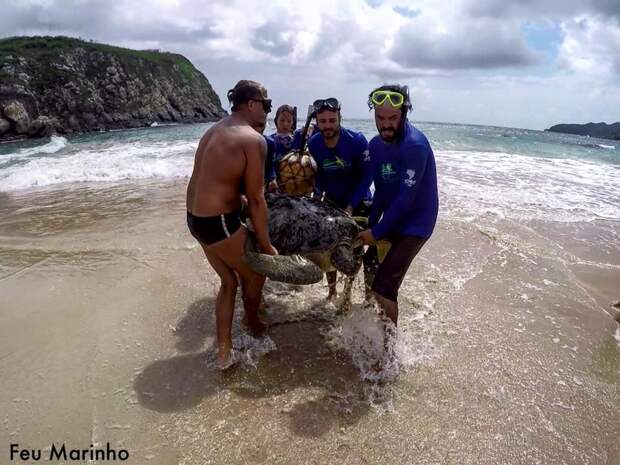 Как спасали морскую черепаху с крюком в шее