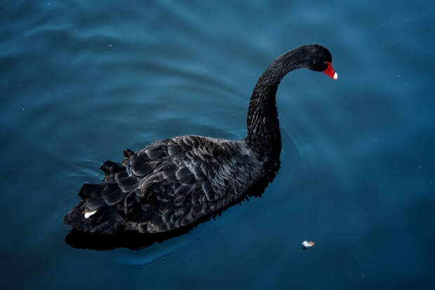 "Мосфото" приглашает увидеть подборку изображений к Международному дню птиц