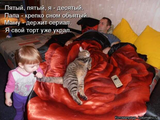 Лучшие котоматрицы недели (50 фото)