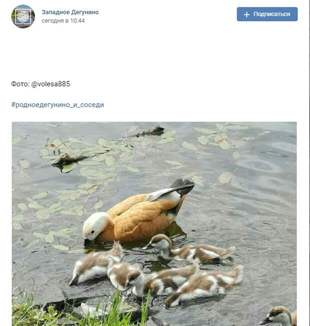 Фото дня: огари в парке «Ангарские пруды»