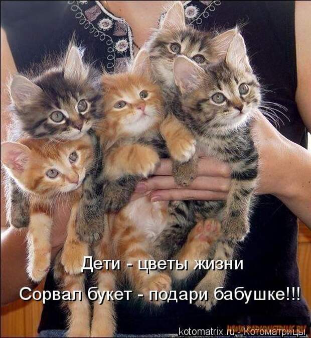 Уфф!!! Ну наконец-то! Котоматрицы великолепные, каждая с доброй улыбкой!!!