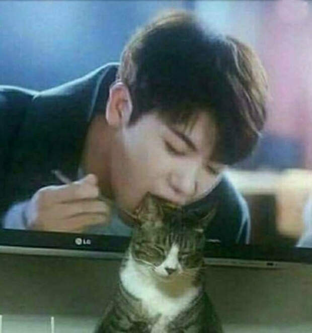 Парень из телевизора вот-вот съест кота.