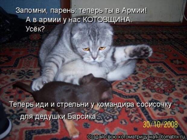Котоматрица на Бугаге (33 фото)