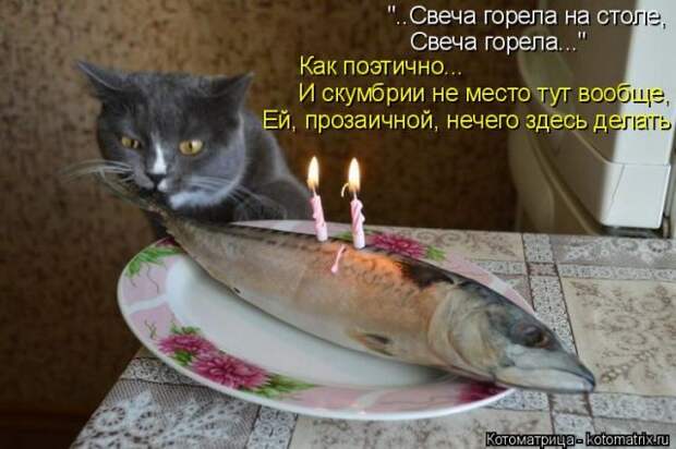 Лучшие котоматрицы недели (51 фото)