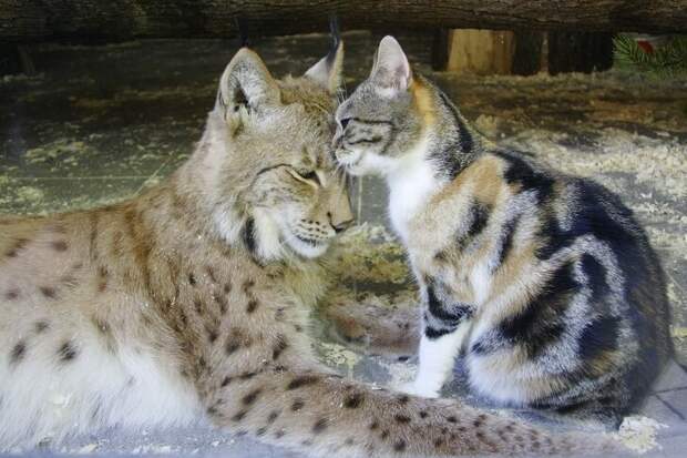 Необычная дружба зоопарки, коты, это интересно