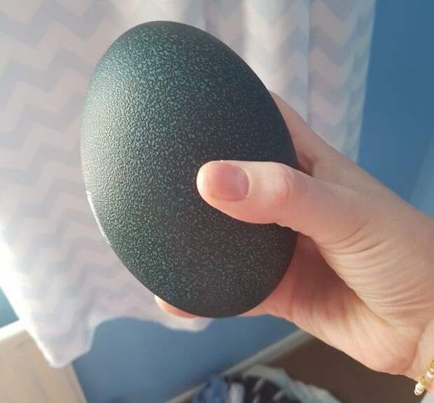 Заходим на eBay, покупаем яйцо страуса эму за 30$, ждем посылку. ebay, страус