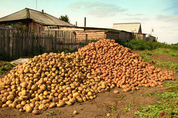 Картинки по запросу урожай картофеля