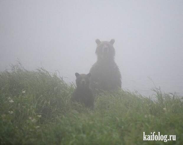 Приколы про животных (40 фото)