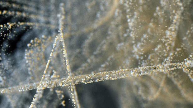 Цифровые картины Адама Мартинакиса