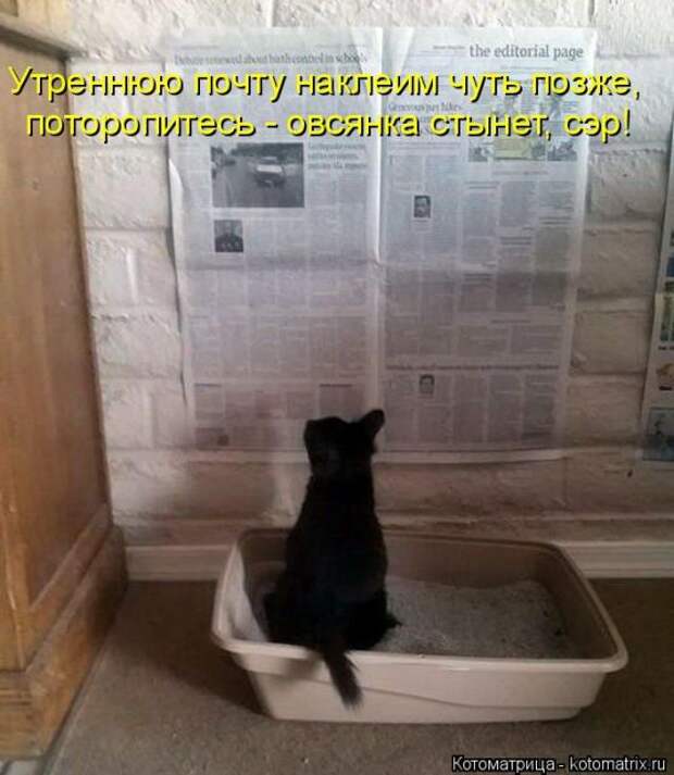 Лучшие котоматрицы недели (51 фото)
