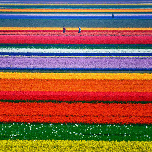 Тюльпановые поля в Нидерландах красивые места, красота, невероятные места, фото