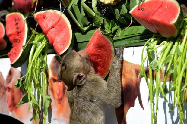 Monkey Buffet Festival: пир для обезьян (22 фото) Monkey Buffet Festival: пир для обезьян (22 фото)