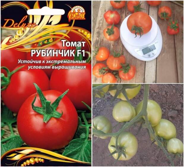 томат рубинчик