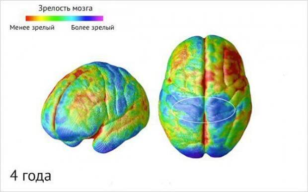 Как созревает детский мозг: что важно знать о этапах развити ребенка