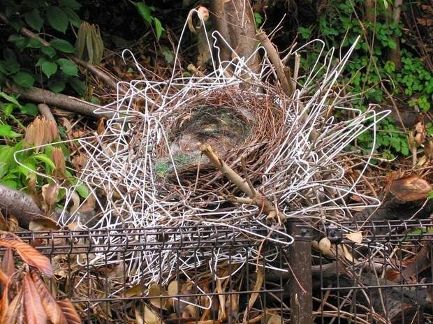 Самые умные птицы: городские вороны запоминают лица и строят гнезда из вешалок