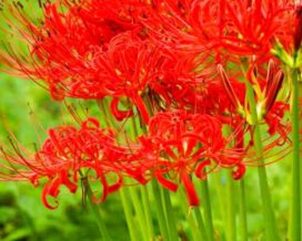 Ликорис (Lycoris radiata)