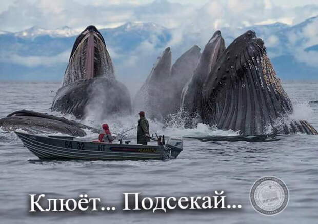 Клюет