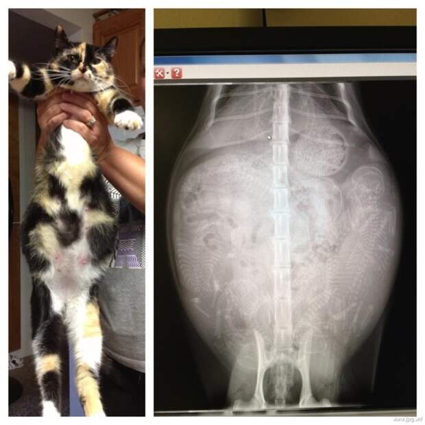 Беременная кошка беременность, животные, рентген