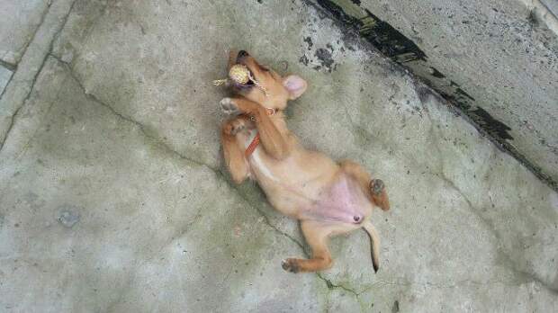 Грустный щеночек плакал под бетонными плитами волонтер, приют, собака, щенок