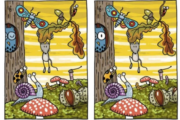 Тест на внимательность: сможете найти все отличия всего за полминуты?