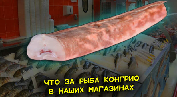 Что за чудо-юдо продают в наших магазинах. Конгрио – рыба со вкусом креветки. Сколько стоит