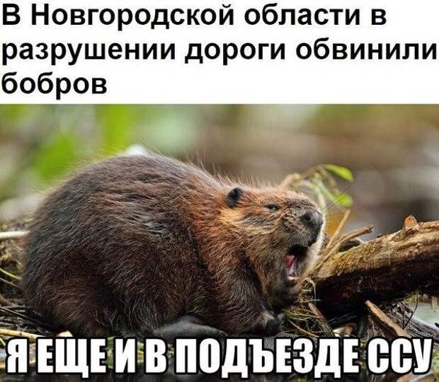 Смешные картинки с надписями прикол, юмор