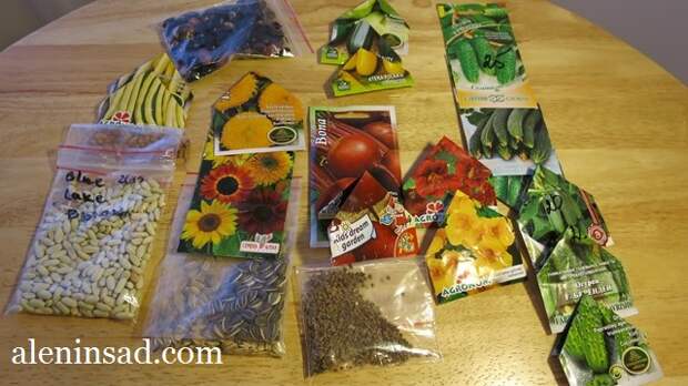 аленин сад, семена, сорта фасоли, подсолнечника, огурцов, свеклы, настурции, кабачков для посева в мае, в открытый грунт