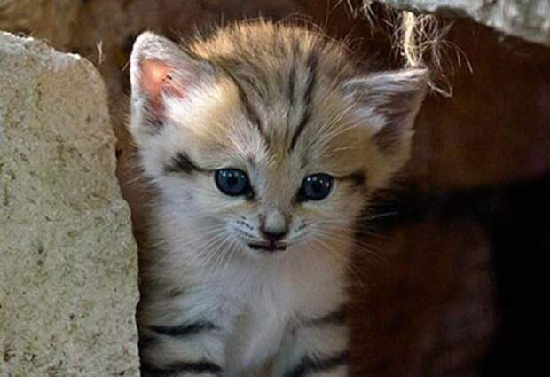 Песчаный кот (13 фото)