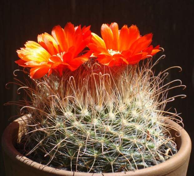 Пародия мелкосеменная