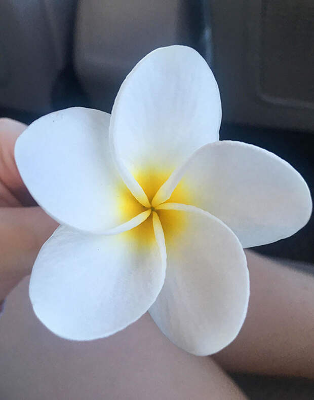 Bigpicture.ru природа - самый талантливый художникsymmetry nature 18