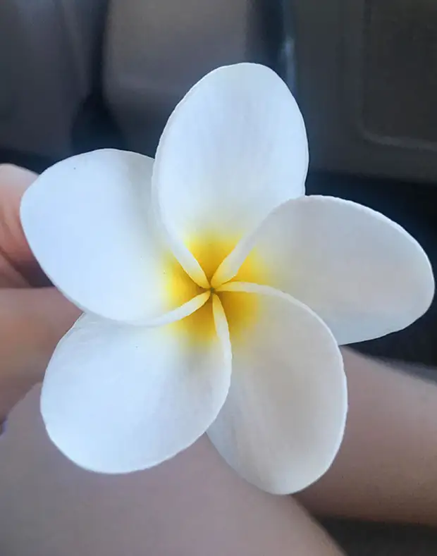 Bigpicture.ru  -   symmetry nature 18