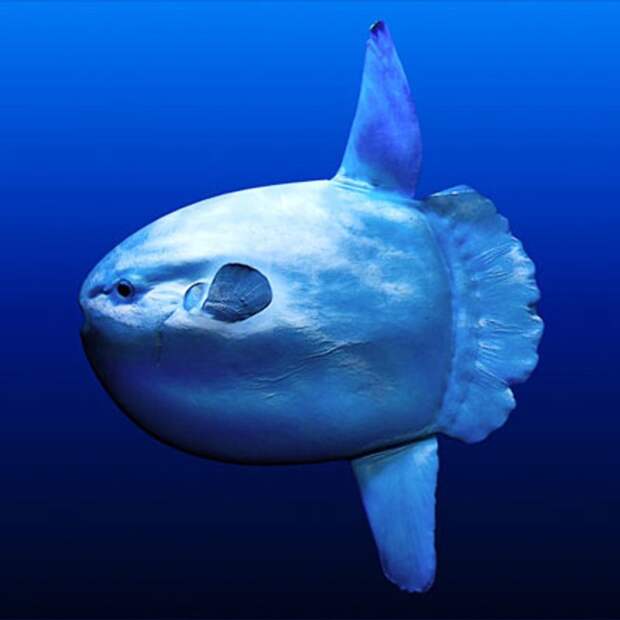 Луна-рыба – самая крупная из костистых рыб Луна-рыба, животные, интересно знать, факты