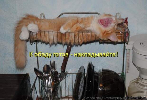 Новая котоматрица для позитива (35 фото)